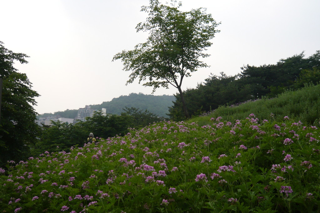 꽃시내 이미지