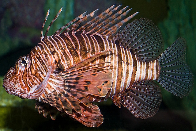 1154B6474D4EA843071977