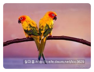 잉꼬 이미지
