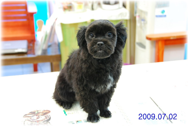 신비로마트 이미지