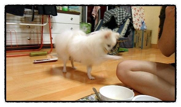 콩이 이미지