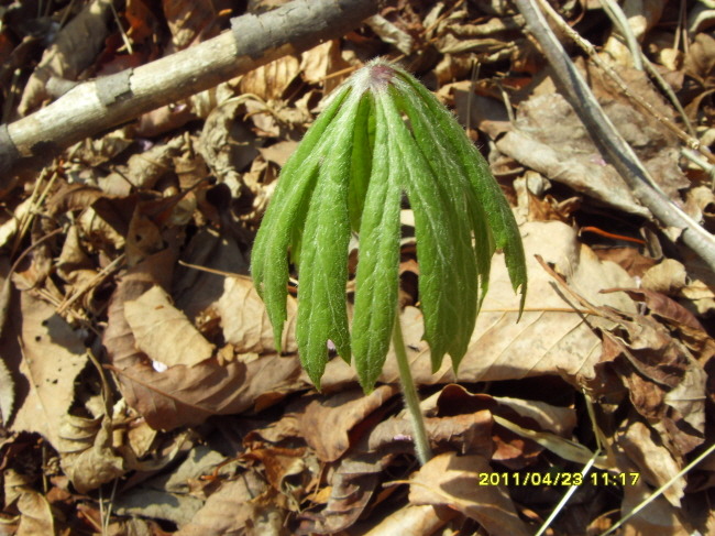 136D83554DB2AE2634C182