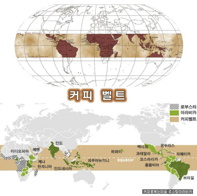 커피벨트 이미지