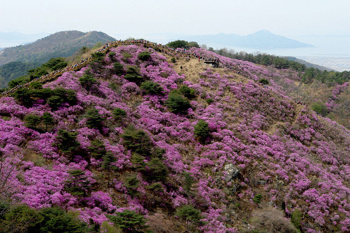 고려산 이미지