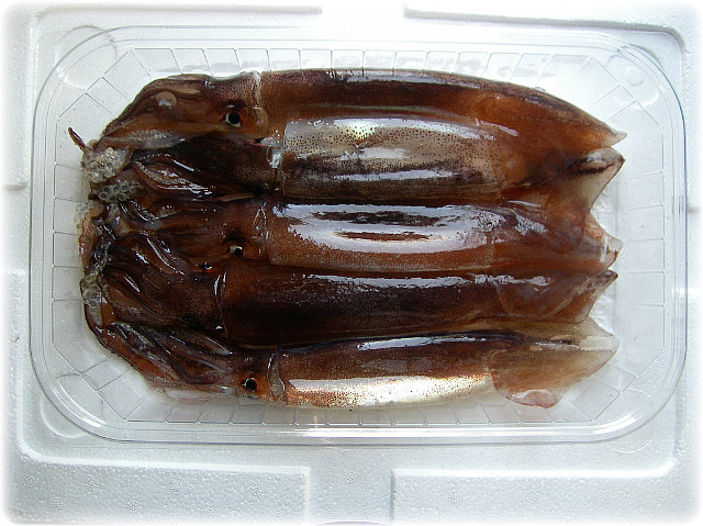 산오징어 이미지