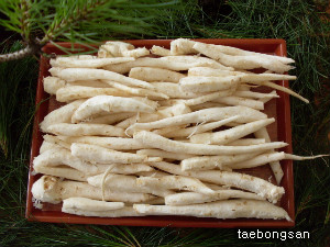 더덕 이미지