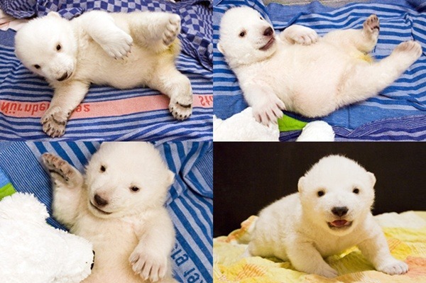 자살한 곰 .jpg | 인스티즈