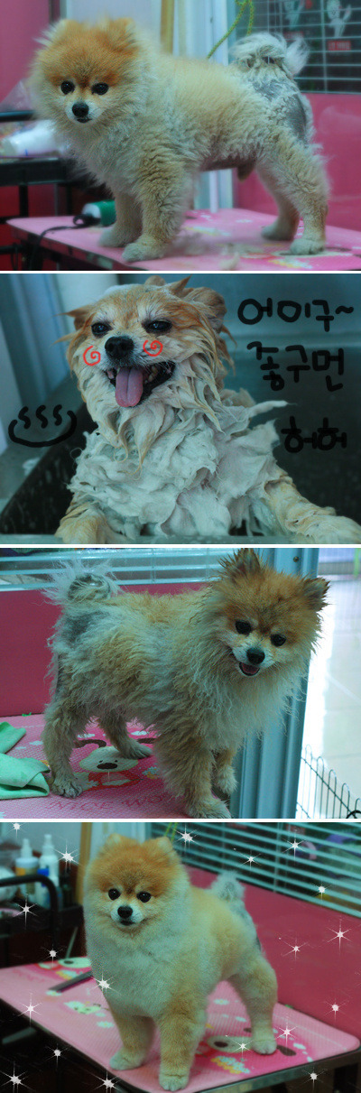 나는 애견미용사 입니다 | 인스티즈