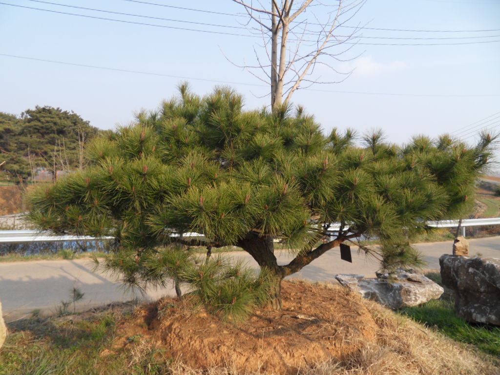 솔낭구 이미지