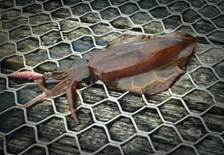 163FCA544DE205F427B37B