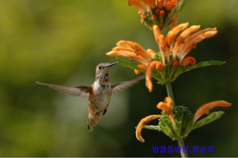 정순옥 이미지