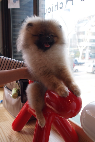 치쿠치쿠 이미지