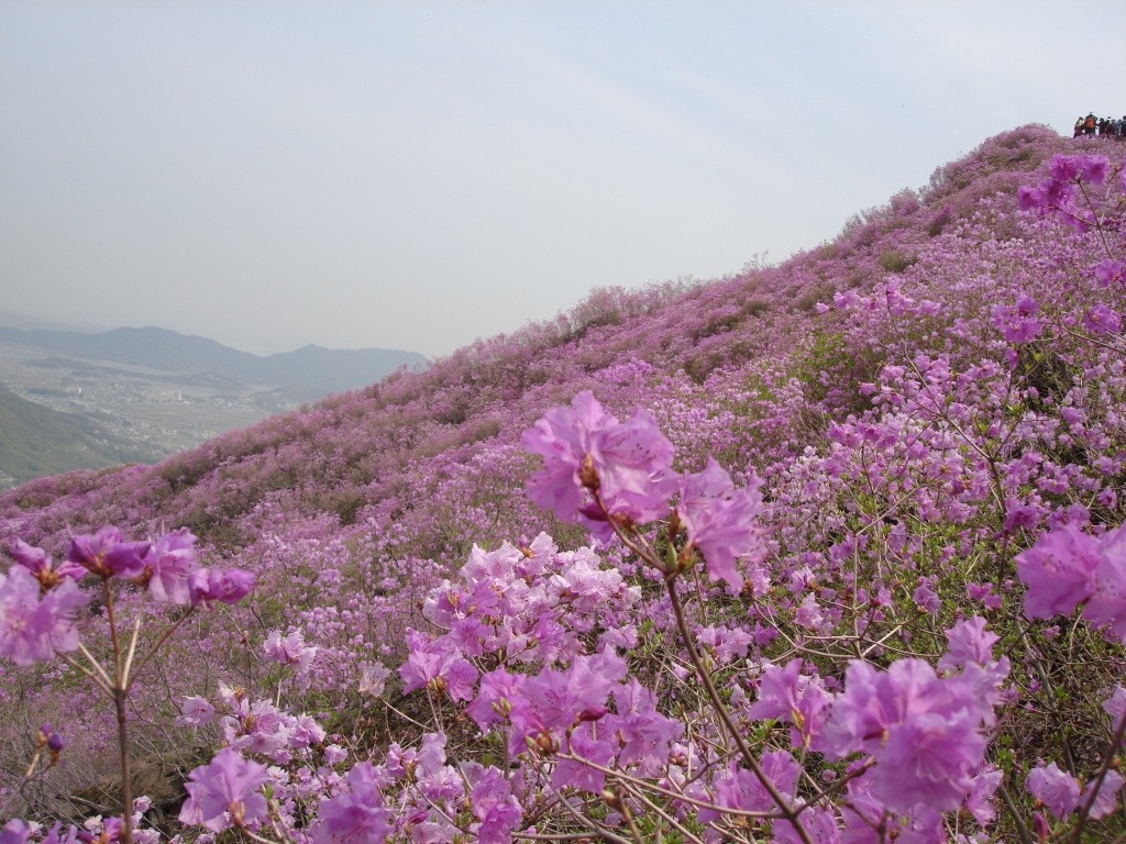 고려산 이미지