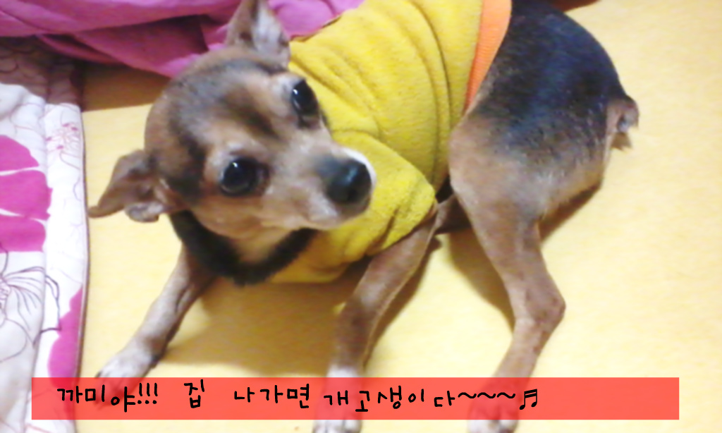 똑똑강쥐 이미지