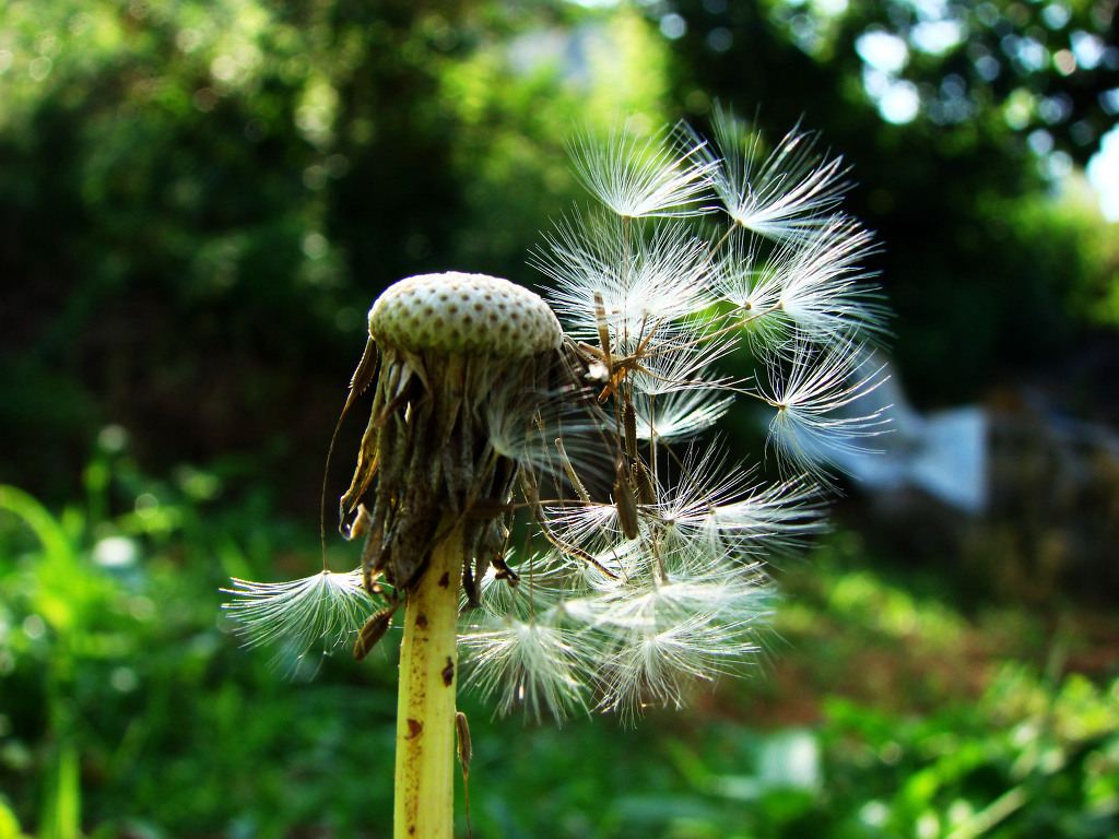 어린왕자의들꽃사랑마을