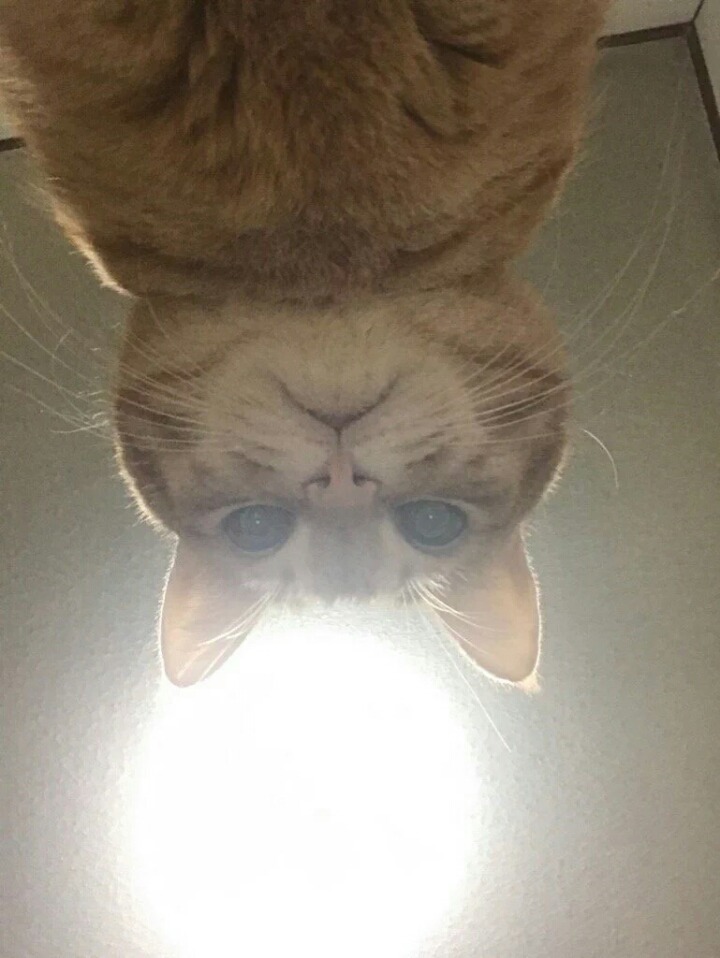 집고양이가 밖에 나가버렸을 때 가장 먼저 해야 하는 방법.twt | 인스티즈