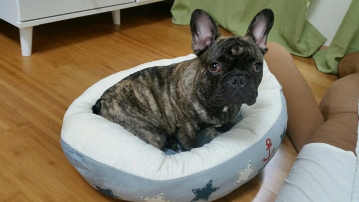 오룡 이미지