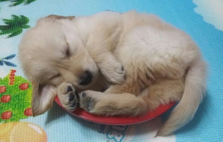 빼꼼이네 이미지
