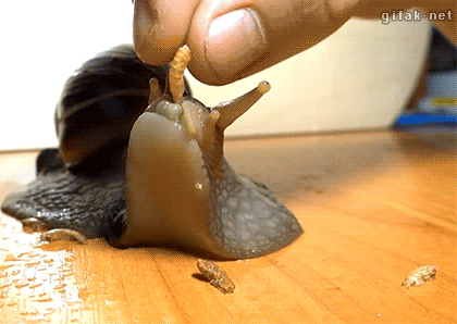 달팽이 먹이 주기.gif | 인스티즈