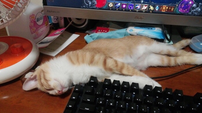 고양이 쉽게 잠재우는 방법.jpg | 인스티즈