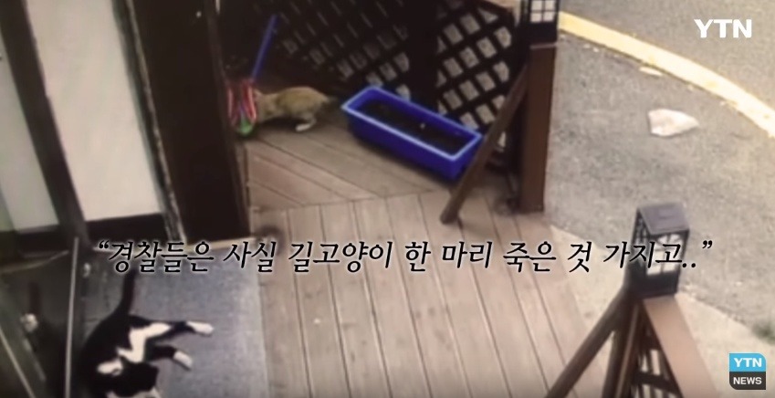 혐오,분노주의)고양이 잔혹하게 내던져 죽이고는 '웃으며 도망쳤다' | 인스티즈