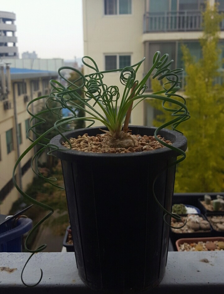 꼬불이네 이미지