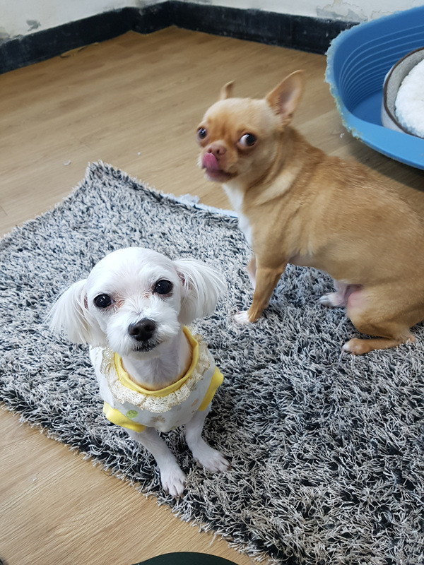 찰리초이 이미지