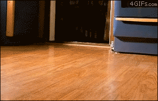 달려드는 강아지들 .GIF | 인스티즈