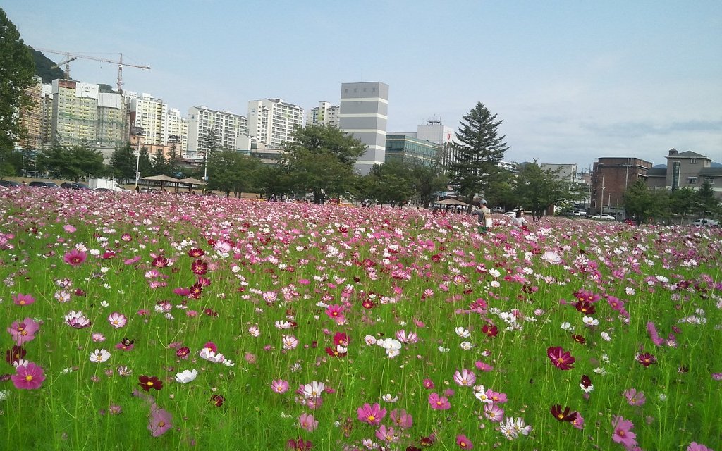 꽃밭에서 이미지