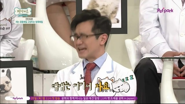 운동체질 강아지와 방콕체질 고양이?! | 인스티즈