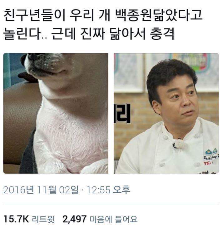 친구년들이 우리 개 백종원 닮았다고 놀림 | 인스티즈