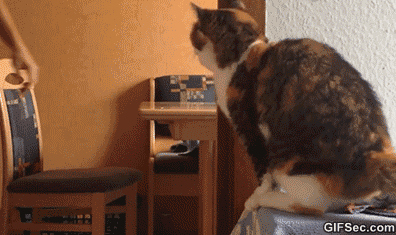 고양이와 하이파이브.gif | 인스티즈