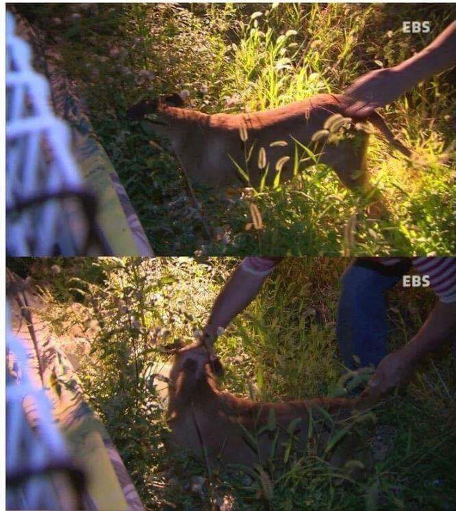 나는 아직 살수 있는데 왜 죽으라하나요 | 인스티즈