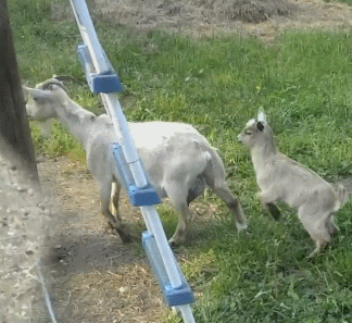 똥꼬발랄,꾸러기라는 말이 딱 어울리는 동물류 甲 | 인스티즈