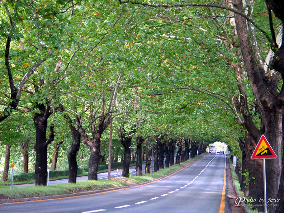 신사동 가로수길 vs 청주 가로수길 | 인스티즈