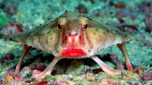 레드 풀립이 잘어울리는 물고기.jpg | 인스티즈