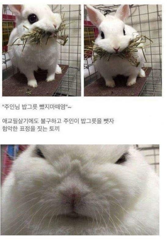 주인으로부터 밥을 지키려는 토끼 | 인스티즈