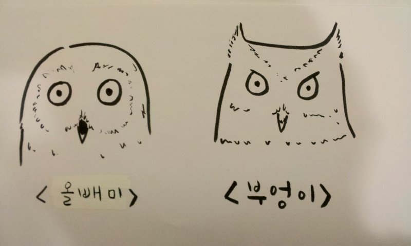 부엉이와 올빼미 구별하기 | 인스티즈