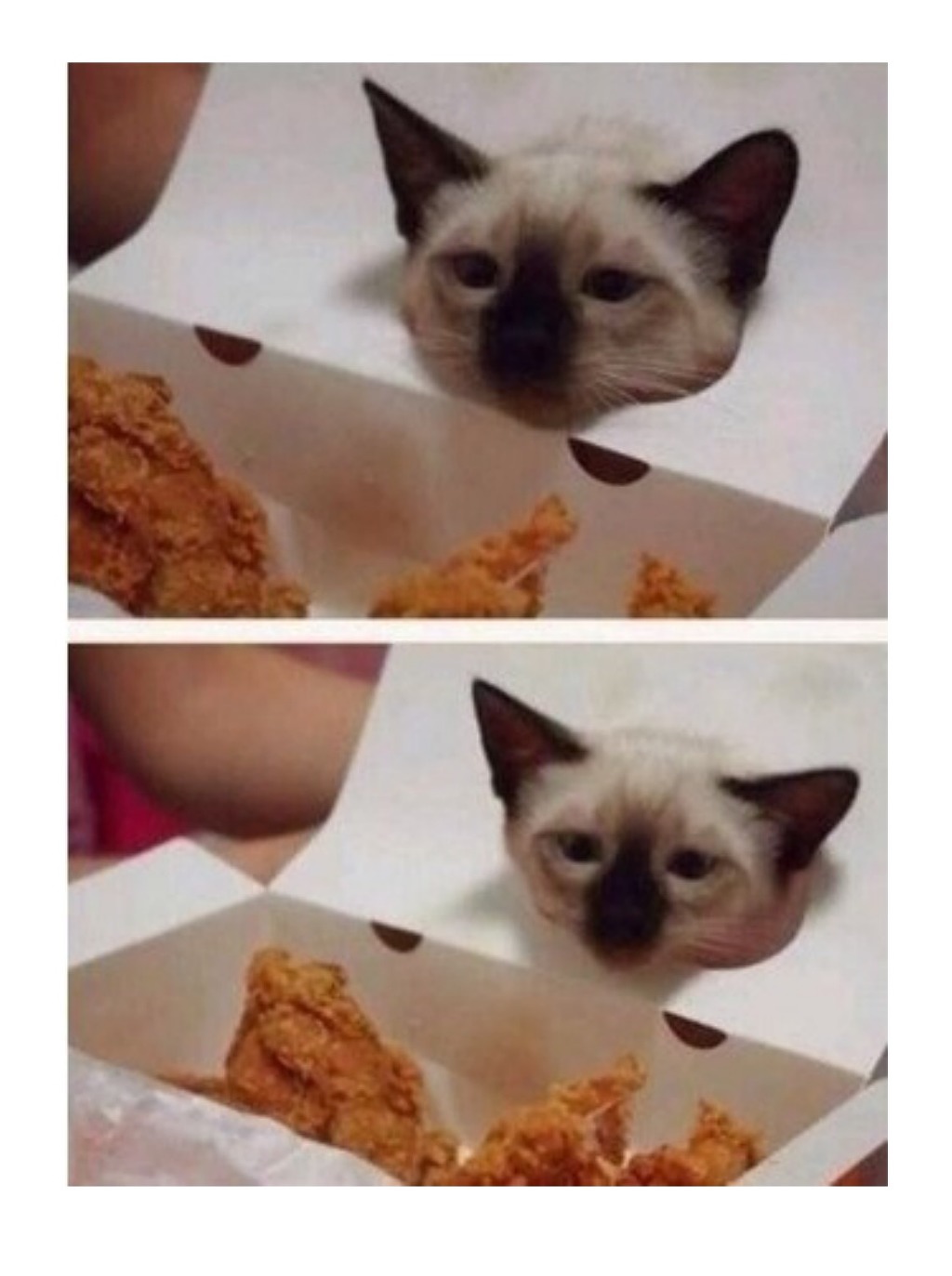 치킨이 먹고싶었던 고양이 | 인스티즈