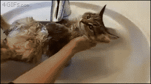 모든 집사가 꿈꾸는 물 안싫어하는 주인님.gif | 인스티즈