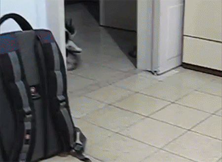 개냥이?.gif | 인스티즈