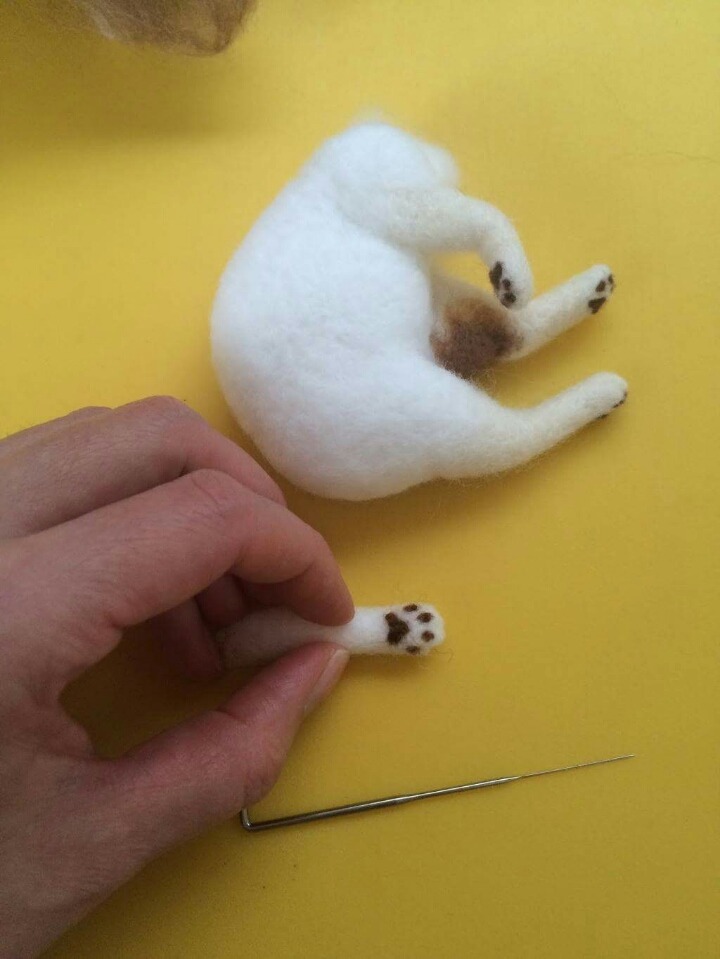 고양이 태어나는 과정 | 인스티즈