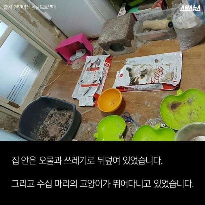 버려진 고양이 40마리 | 인스티즈