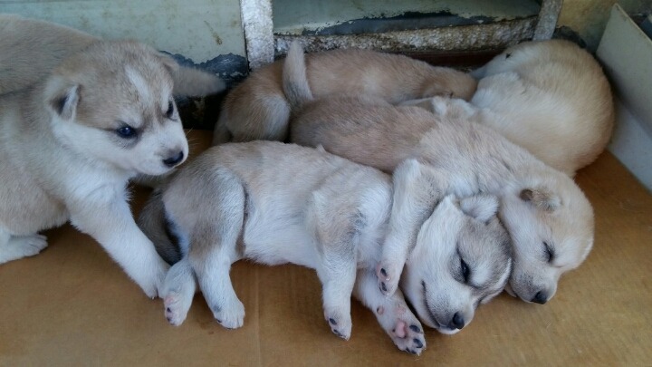 진도스키 1일부터 8개월 까지 성장과정 심쿵사백프로 도전! | 인스티즈