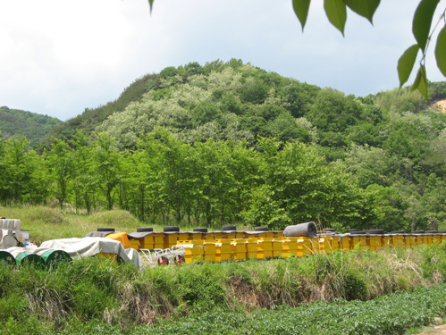 지리산산청벌꿀 이미지