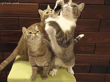 고양이.gif | 인스티즈