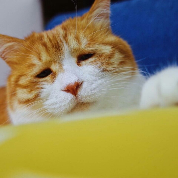 사연많아 보이는 고양이 | 인스티즈