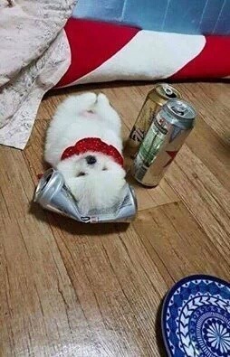 앨리스 이미지