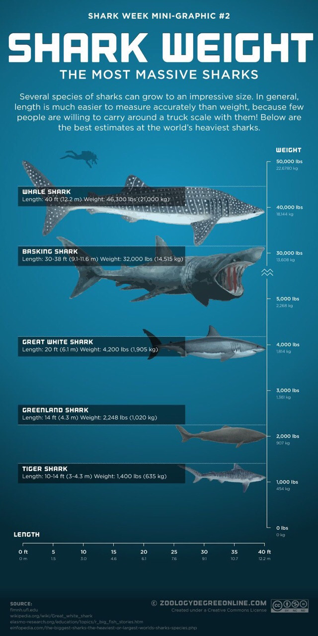 상어&고래 | 인스티즈