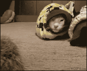 쩌는 고양이들.gif | 인스티즈